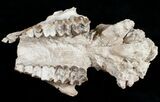 Partial Oreodont (Merycoidodon) Skull - Nebraska #10749-1